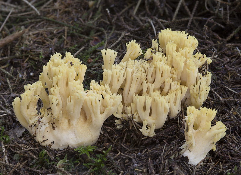 Ramaria subtilis